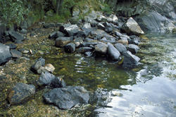 Den Trondhjemske Postveg: Trælevikjæ - Vågseidet