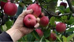 Det magiske epletreet på Gvarv