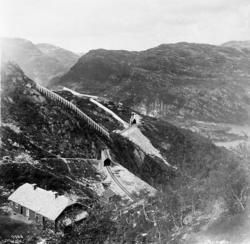 Reinunga vaktarbustad