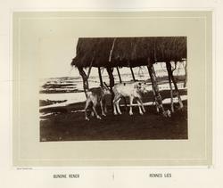 Billeder fra Lappernes Land/Tableaux du Pays des Lapons