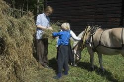 Levendegjøring på museum.Ferieskolen uke 31. Høyet kjøres i
