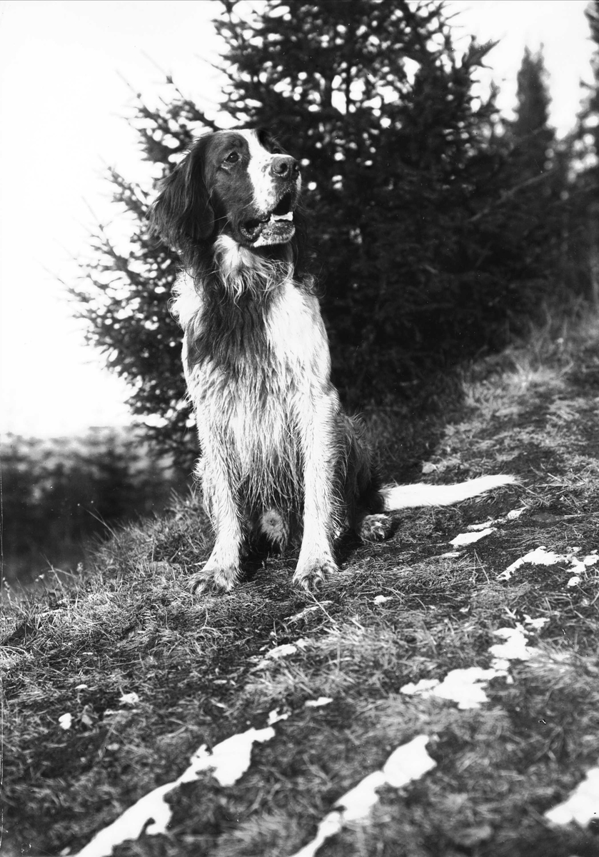 Portrett, hund som sitter utendørs i skogen. Antagelig Valdres, 1899.