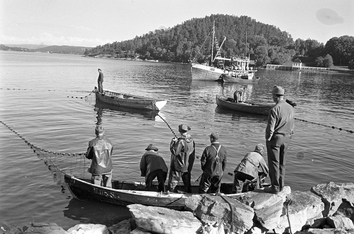 Serie. Brislingfiske i Hvervenbukta, Oslo.
Fotografert: 1961