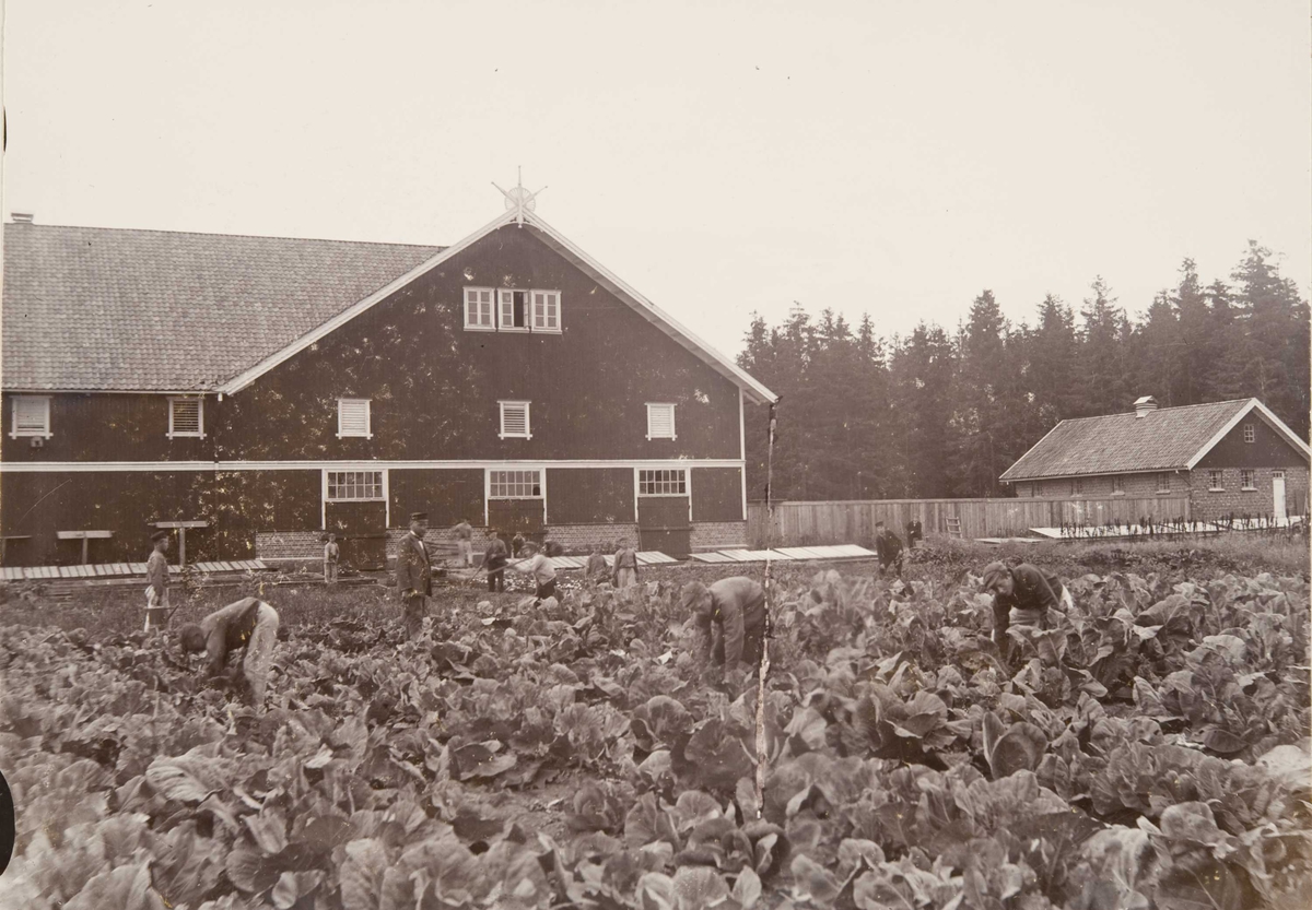 Åker og jordbruksdrift på Bastøy skolehjem, Bastøya, ca. 1903. Elevene tar opp kål fra åkeren. Låvebygningen i bakgrunnen.