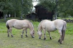 To hester på jordet bak Numedalstunet. Norsk Folkemuseum, 20