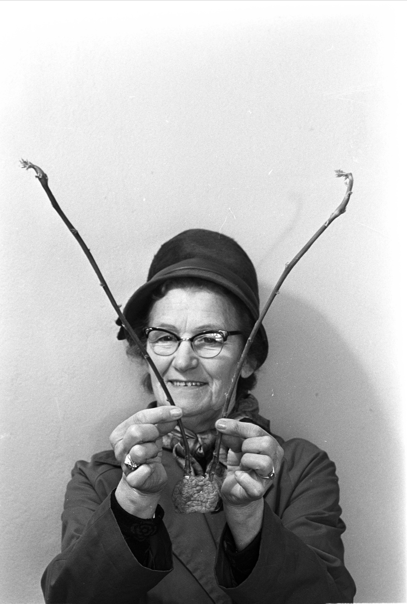 Dame med potet som gror i skapet, Oslo, mai 1965. Magnhild Rognaas.