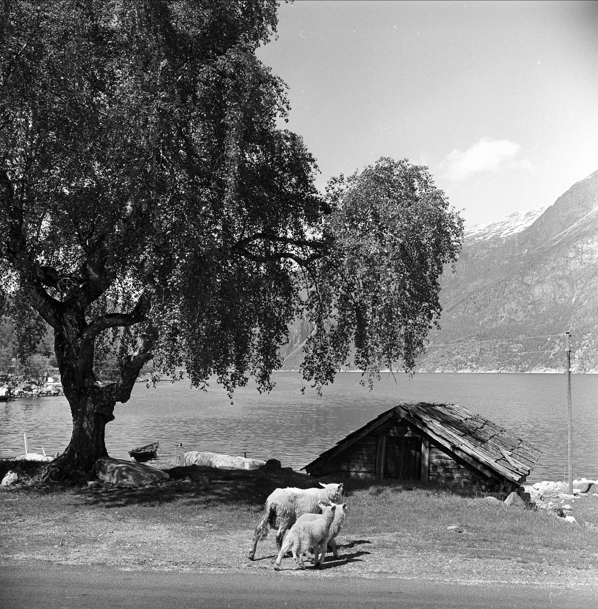 Sørfjorden i Hardanger, Hordaland, mai 1963. Sau med lam, stort tre og naust ved havet.