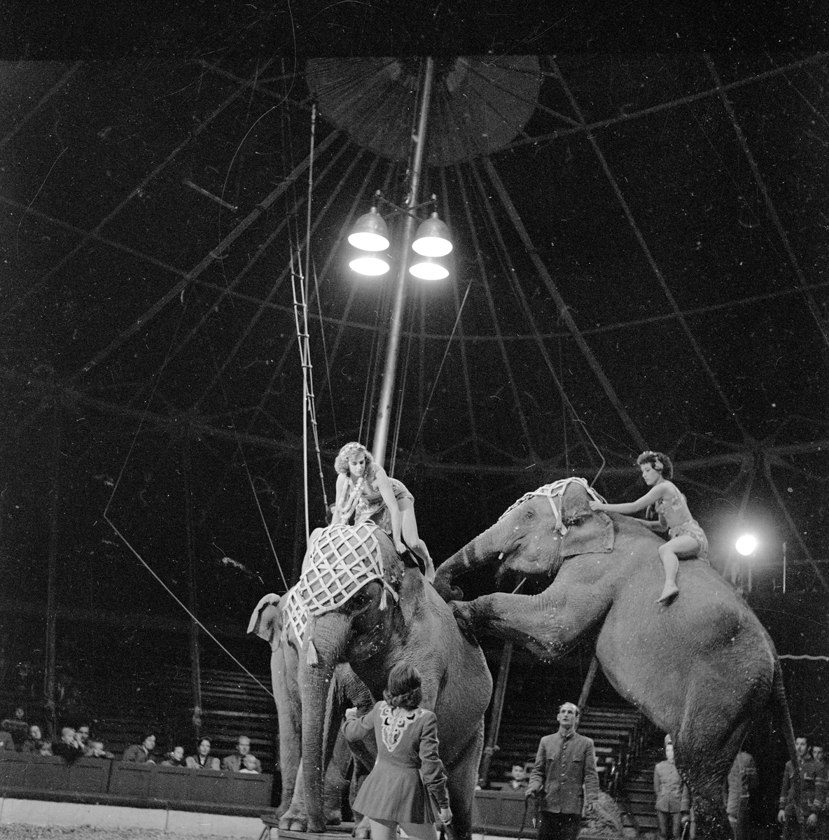 Oslo, september 1957, Sirkus Scott i byen, med elefanter, kameler, hester og sirkusartister.
