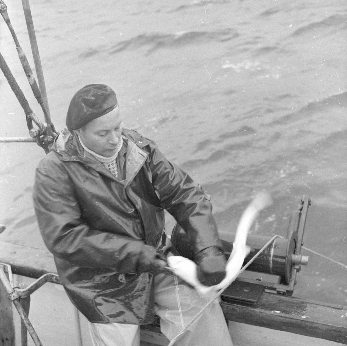 Pigghåfiske på Shetland.
Shetland, 14-22. mai 1958, mann trekker garn og tar seg av fiskefangsten.