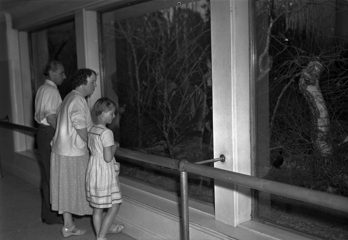 Besökare på Biologiska museet, Skolparken, Uppsala 1956