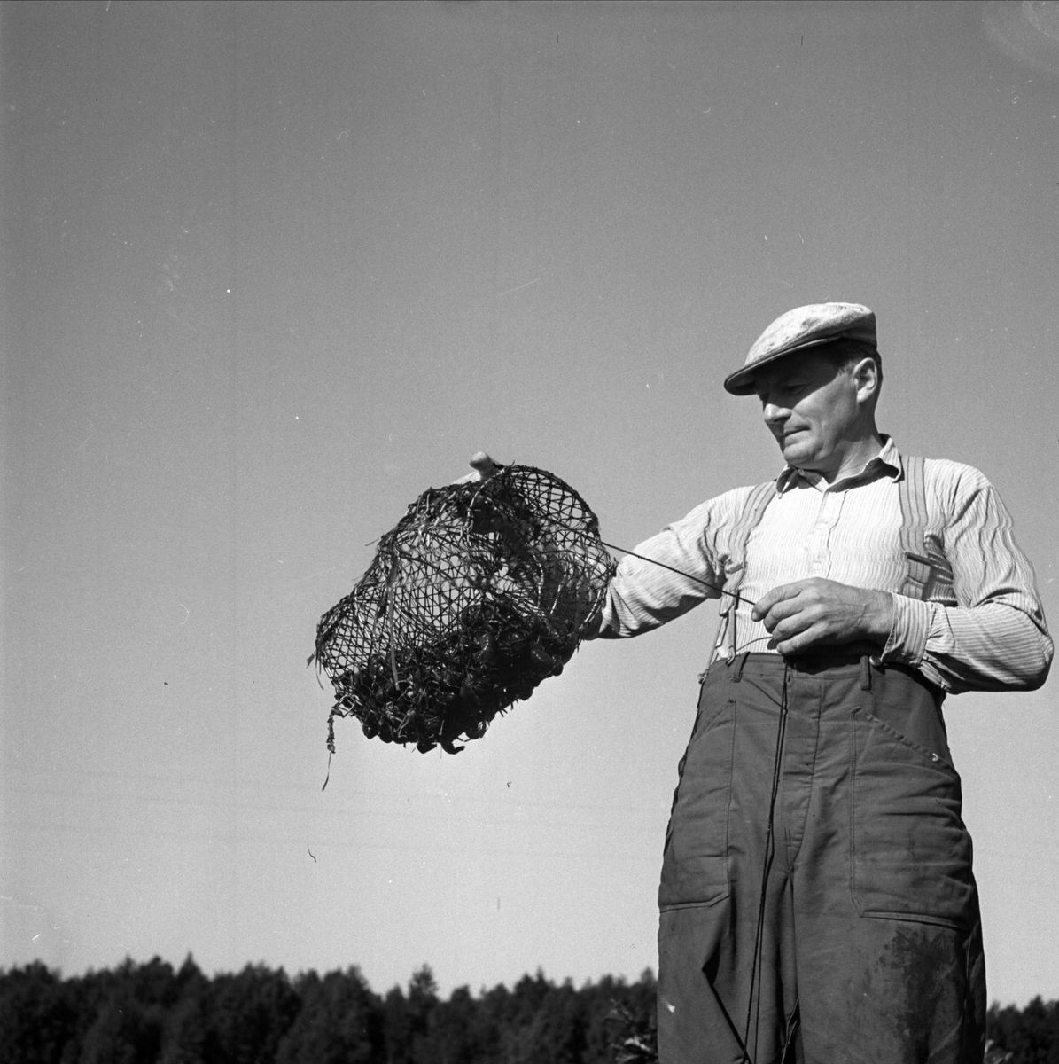 Provfiske av kräftor, sannolikt i Strömaren vid Såglandet, Tegelsmora socken, Uppland 1952