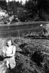 Potetopptaking. Fjellet, Laudal.