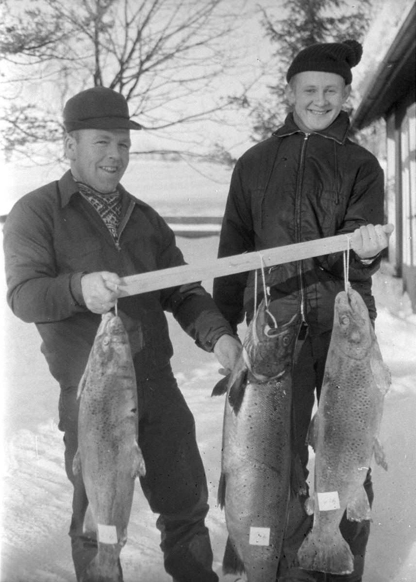 Mjøsfiskere, Arne Kjelsrud og Odd Knutsen f. 1929 fra Helgøya, med fiskefangst, mjøsørret.