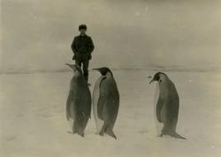 Pingviner. - Fra fangsttur på Rosshavet.