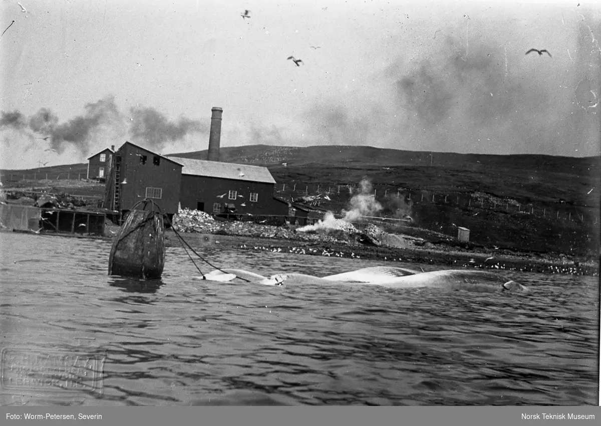 Olna Station i Olnafirth på Shetland, tilhørende Olna Whaling Co. (Chr. Salvesens & Co), sommeren 1906. Hvalfangst, fangststasjon med fortøyet hval.