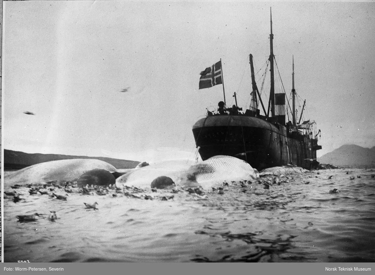 Hvalfangst, hvalfangstskip som sleper hval Spitsbergen, sommeren 1906