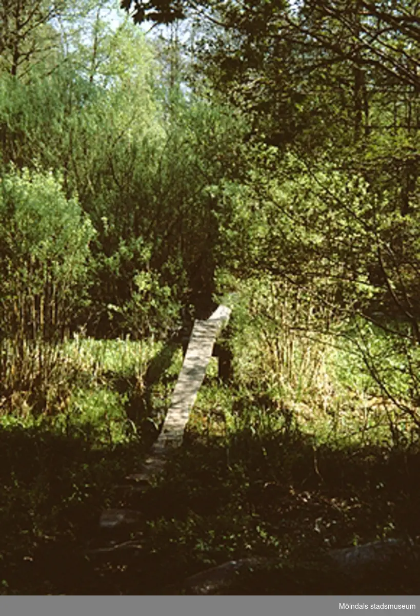 En liten träövergång omgiven av växtlighet. Samrådsgruppen promenerar i "Övre Kvarnbyn" (Bettyholm mm) 1994-05-09.