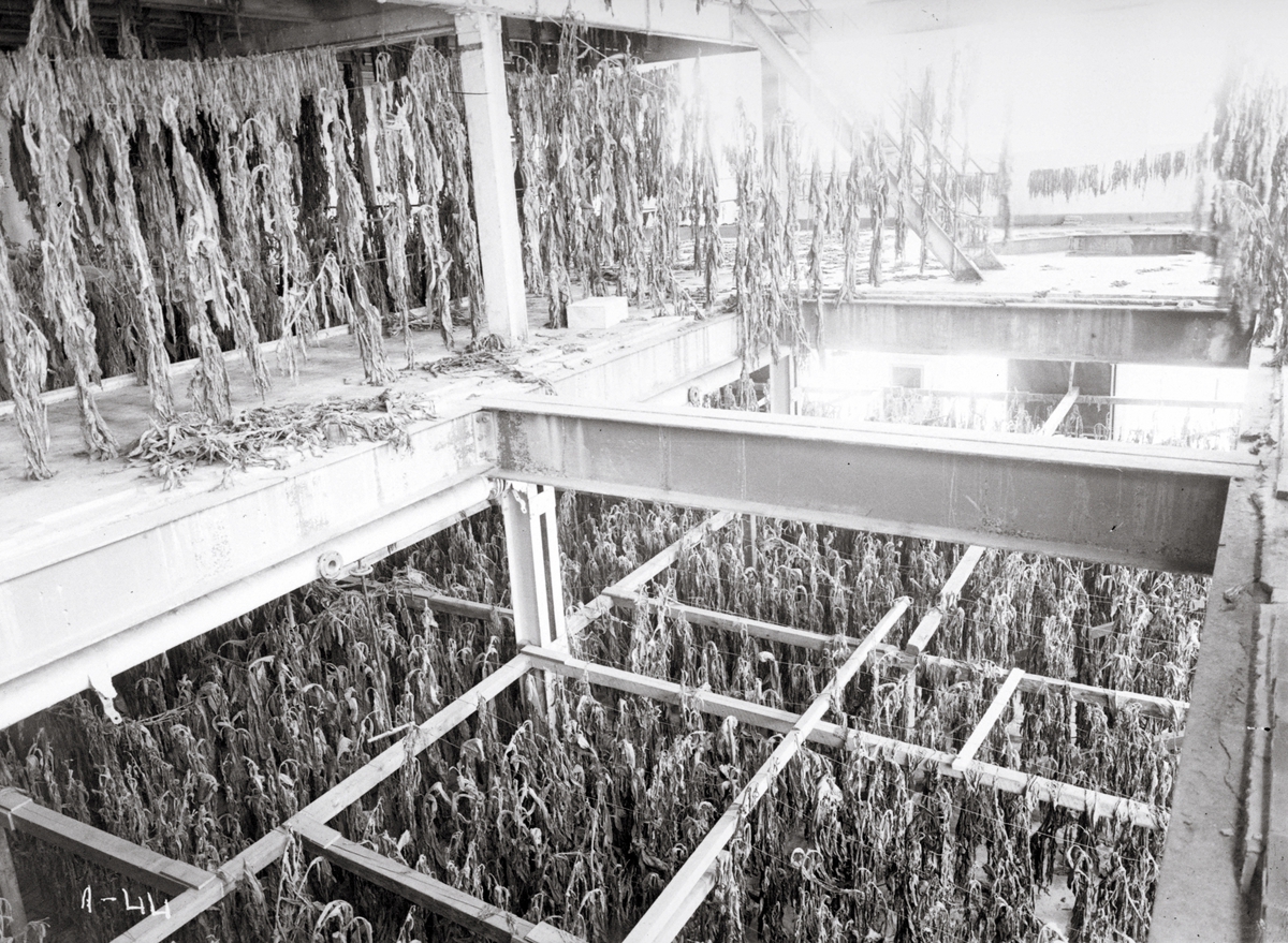 Tørking av tobakksblader i tobakksfabrikk.