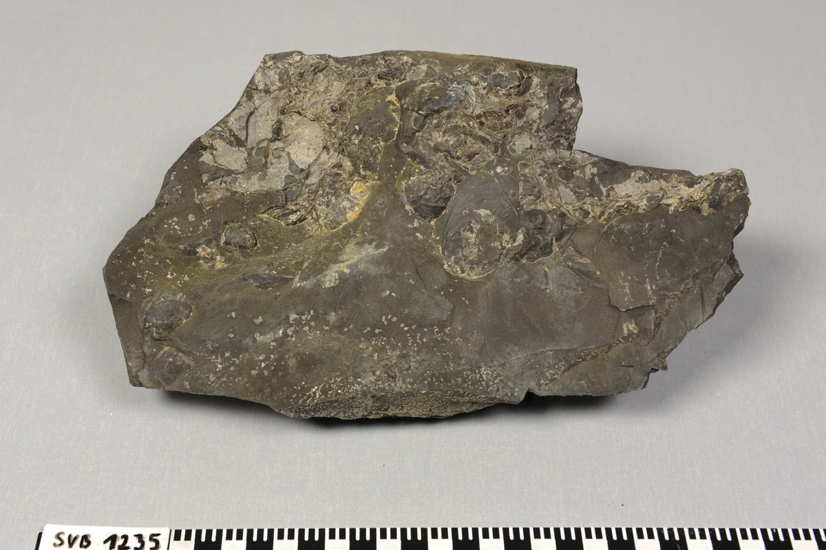 Stein med fossil av dyret ammonitt (blekksprut) og dyret buchia (musling) fra Juratiden.