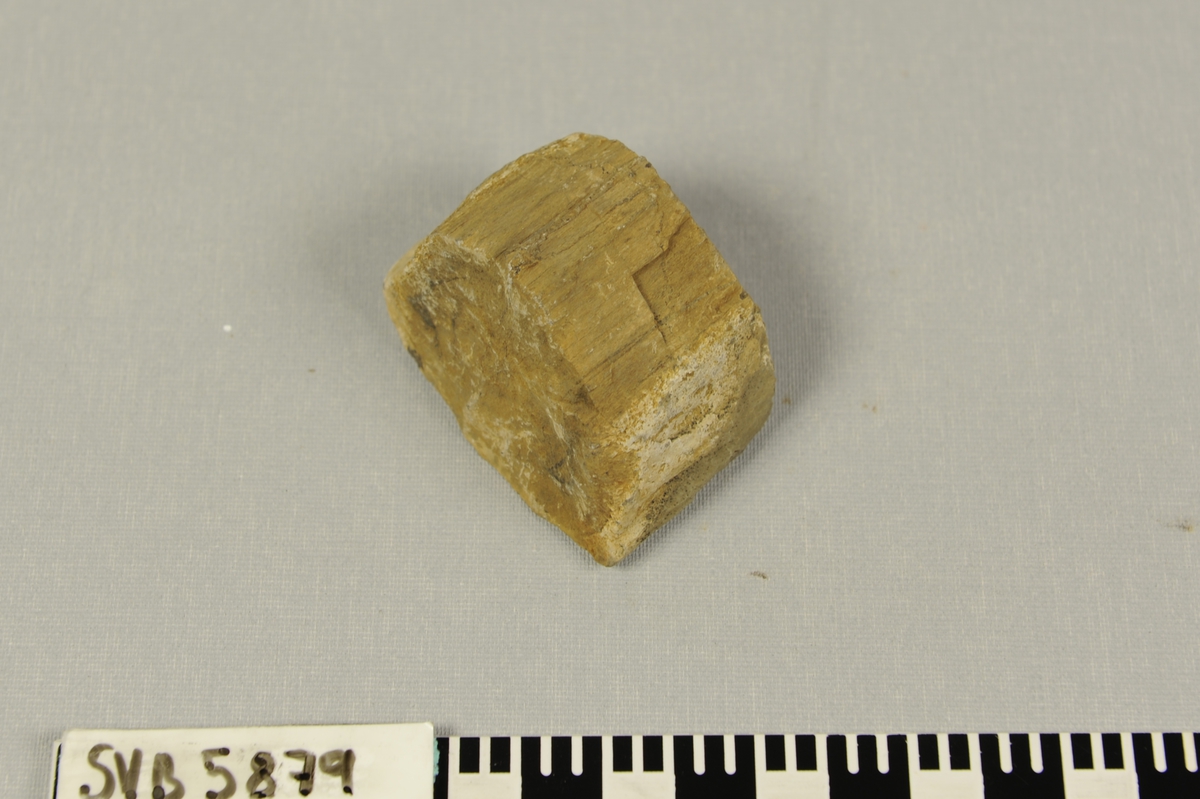 Sylindrisk gulbrun stein med fiberstruktur i lengderetningen. Plantefossil (forsteinet) av tre fra Krittiden.