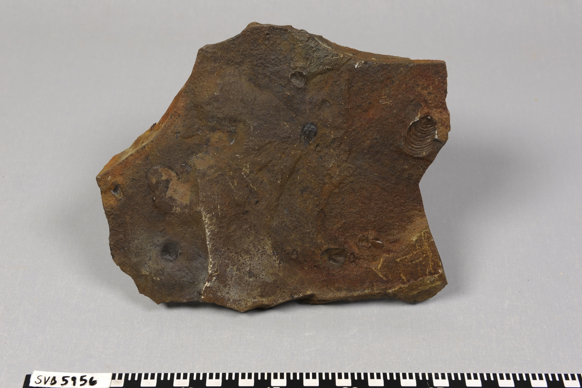 Steinplate med fossil av dyret buchia (musling) fra juratiden.