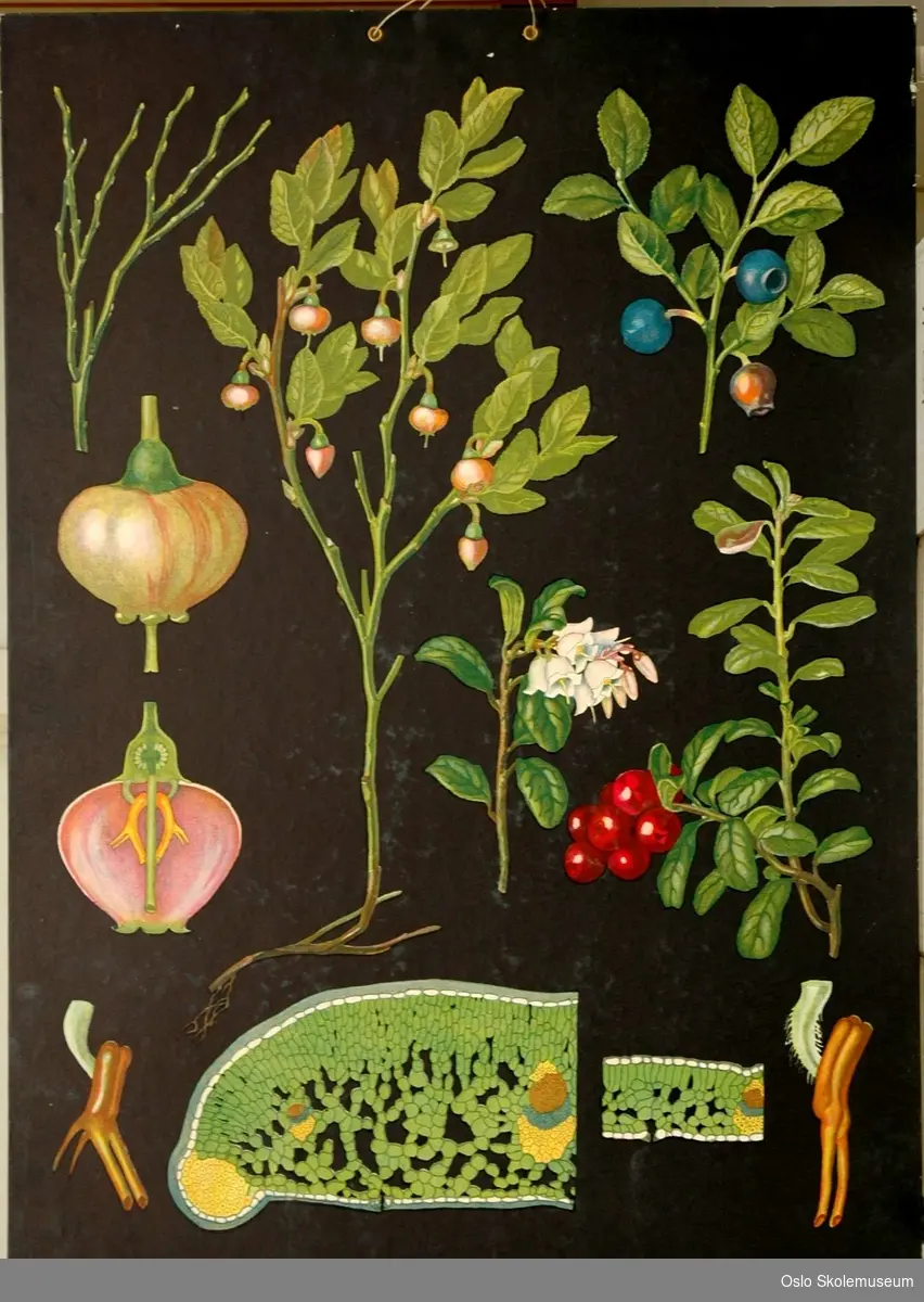 Hel blåbær- og tyttebærplante samt detaljebilder på svart bakgrunn.
