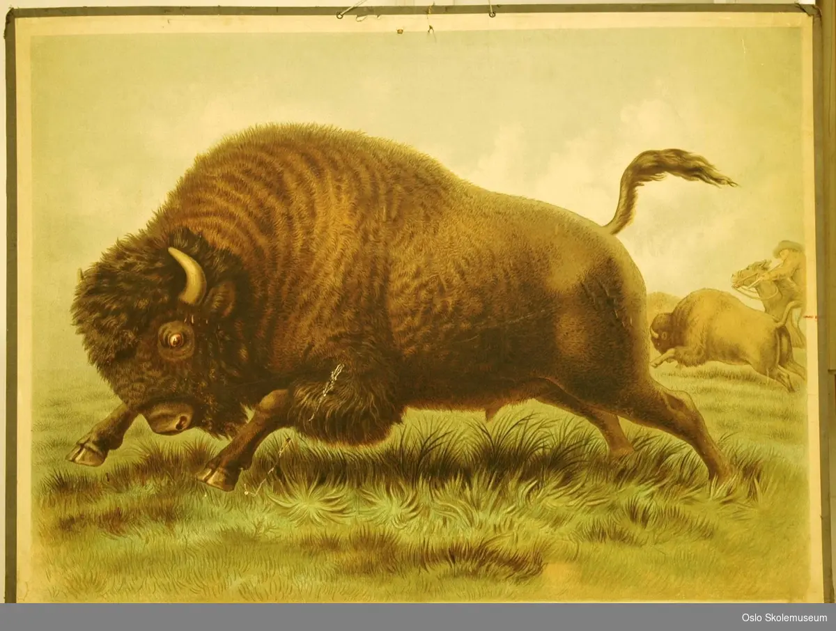 En bison som løper. På høyre siden blir en annen bison jaktet av en mann på hest med et gevær.