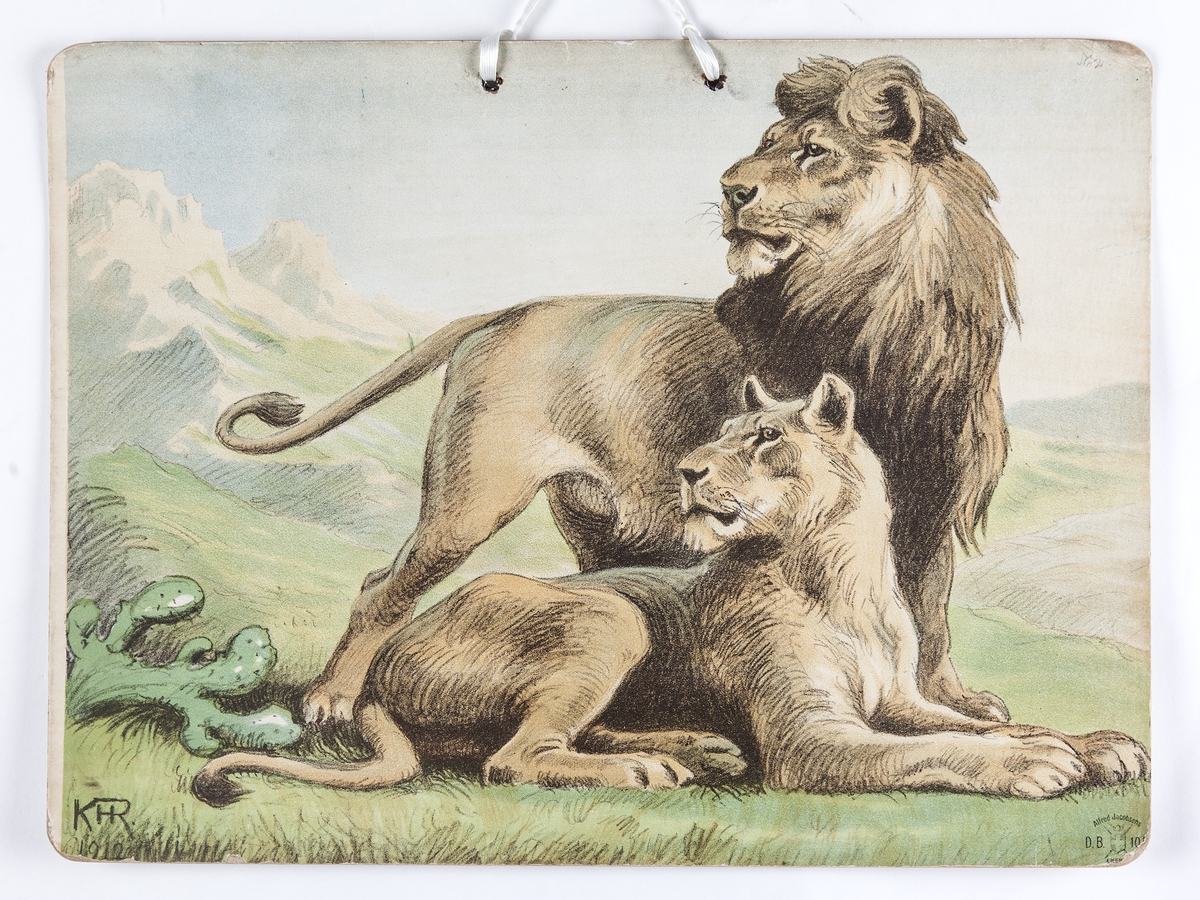 Skoleplansje, naturfag. Illustrert på begge sider, forestiller tiger med bytte (Nr. 103) og løvepar (Nr. 102).
