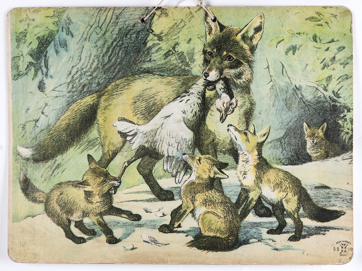 Skoleplansje, naturfag. Illustrert på begge sider, forestiller rev med unger (Nr. 110) og ulvepar (Nr. 109).