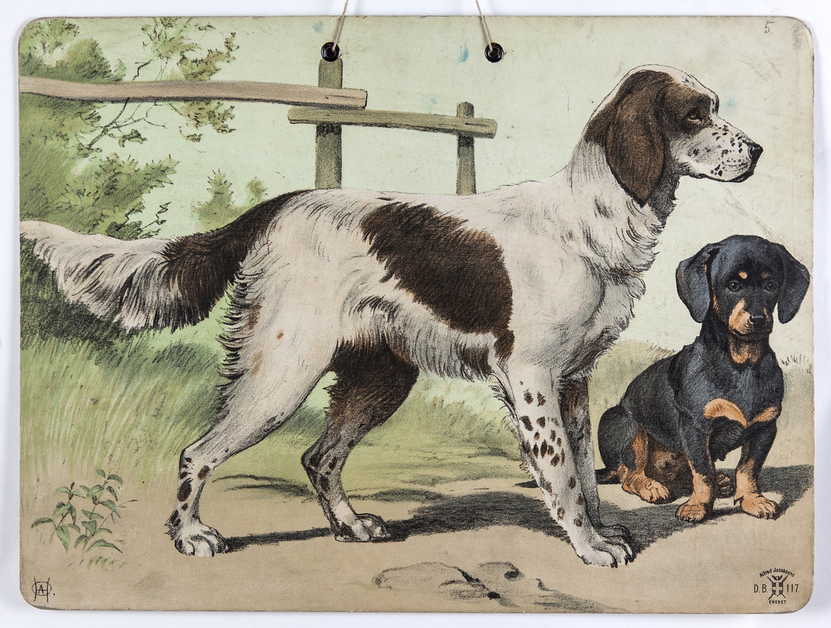 Skoleplansje, naturfag. Illustrert på begge sider, forestiller geit og kje i gårdsmiljø (119) og hunder (Nr. 117).