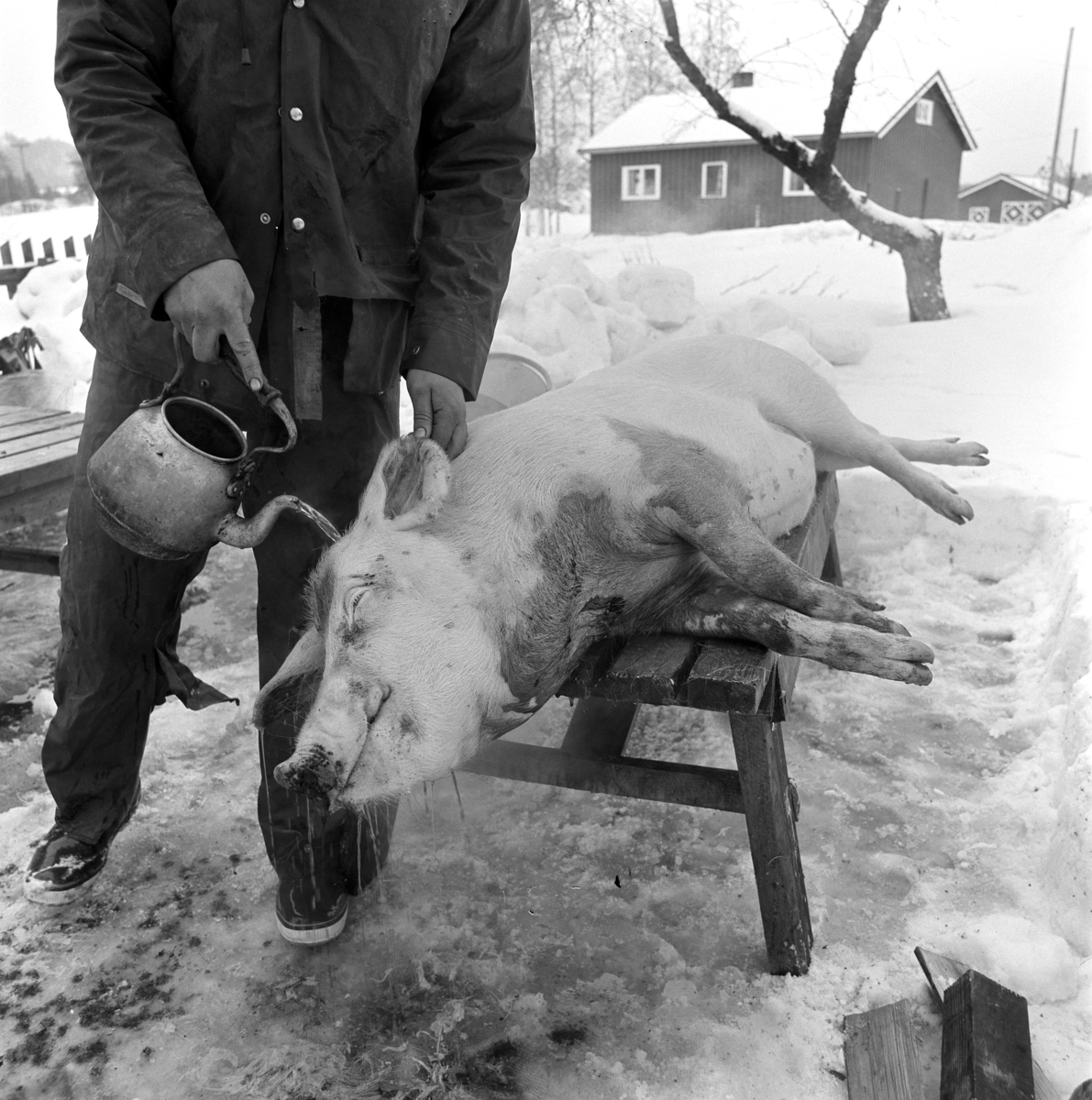 Dokumentasjon av griseslakting i 1977, på Lunde i Gaupen, Ringsaker. Bygdeslakter. Skåldevann helles over grisen. Vannet måtte ha riktig temperatur, ikke for kaldt, men heller ikke for varmt. 