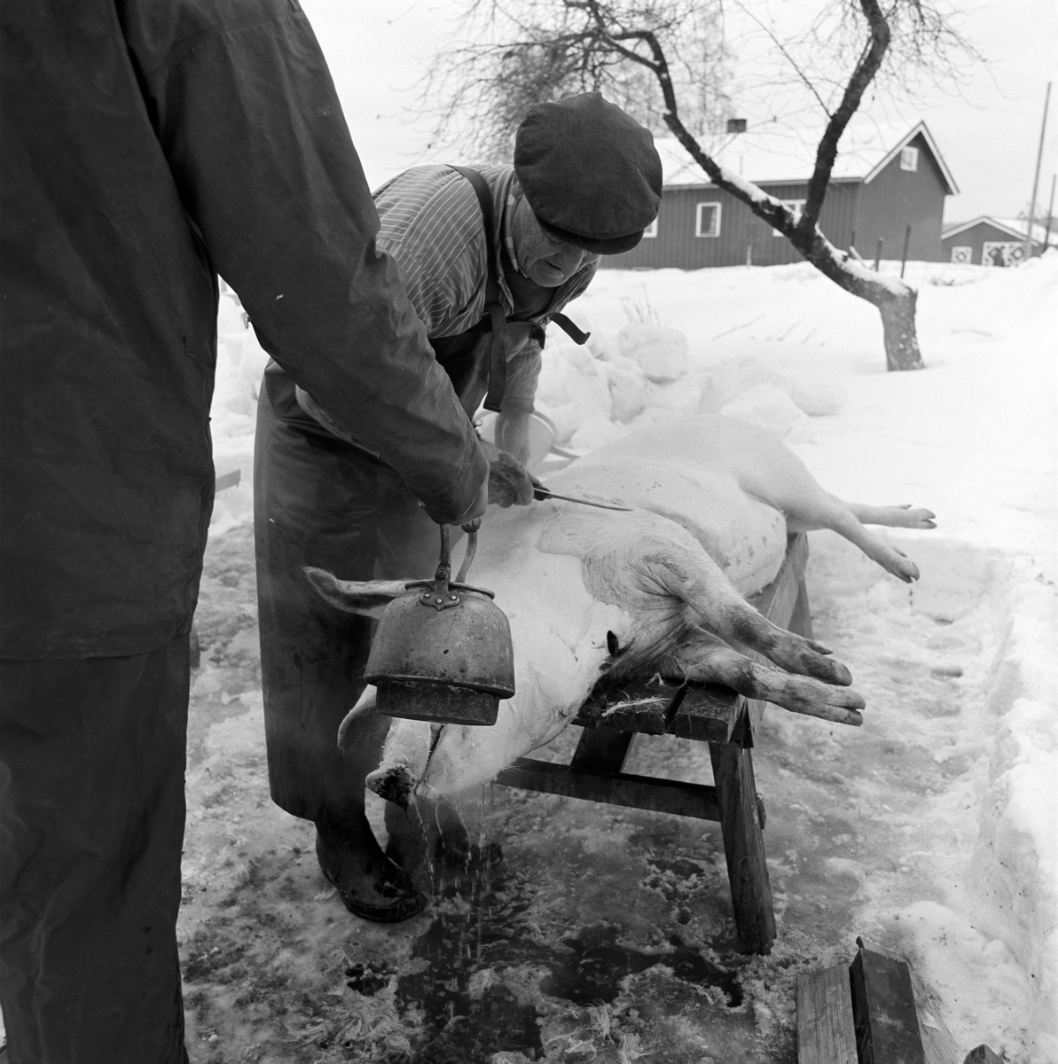 Dokumentasjon av griseslakting i 1977, på Lunde i Gaupen, Ringsaker. Bygdeslakter Johs. Rosenborg. Slakteren skraper bort grisebust etterhvert som hjelperen heller på skåldevann.Slaktebenk, skølling