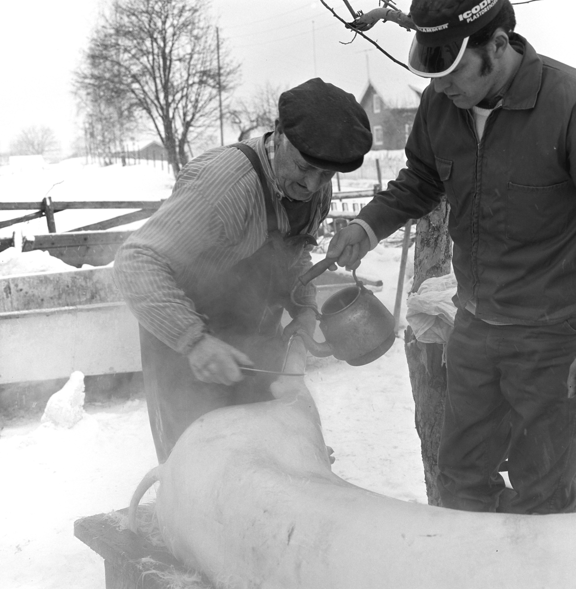 Dokumentasjon av griseslakting i 1977, på Lunde i Gaupen, Ringsaker.Bygdeslakter Johs. Rosenborg.Slaktebenk, skølling