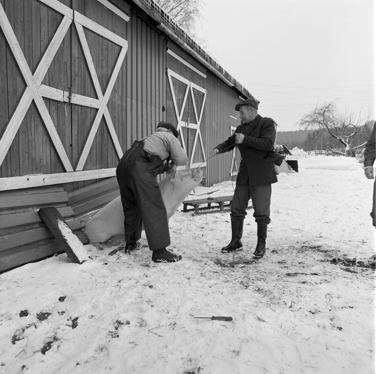 Dokumentasjon av griseslakting i 1977, på Lunde i Gaupen, Ringsaker. Bygdeslakter. Slakteren slår på slaktemaska som ligger mot panna til grisen, med slaghammer.  Bygdeslakter Johs. Rosenborg.