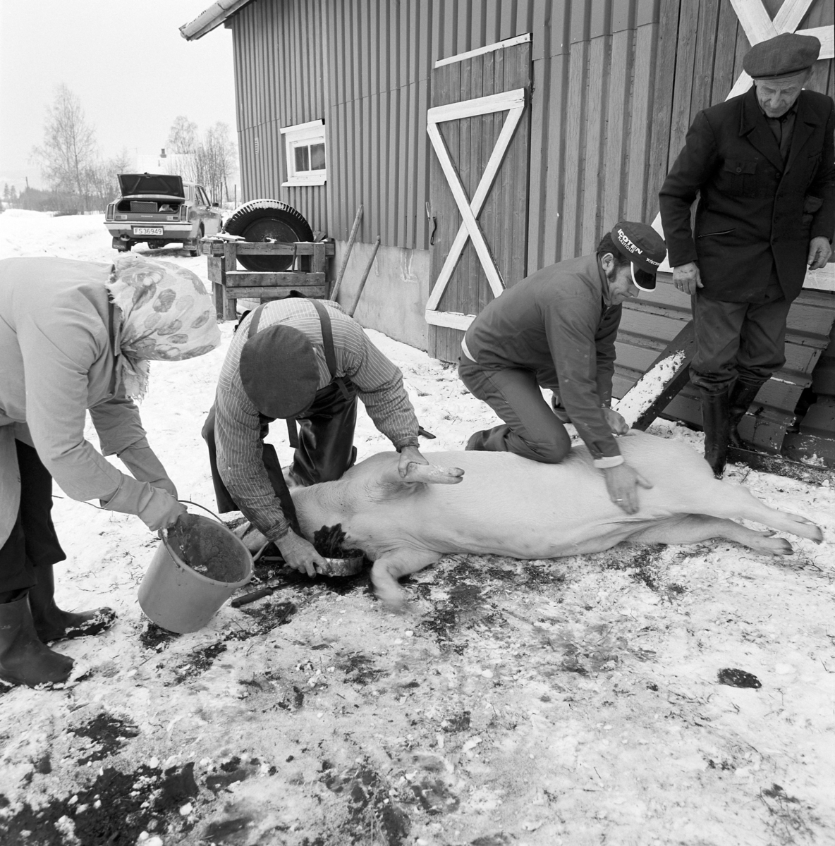 Dokumentasjon av griseslakting i 1977, på Lunde i Gaupen, Ringsaker. Bygdeslakter. Oppsamling av blod. Bygdeslakter Johs. Rosenborg.