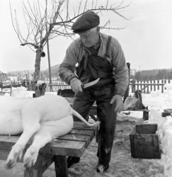 Dokumentasjon av griseslakting i 1977, på Lunde i Gaupen, Ri