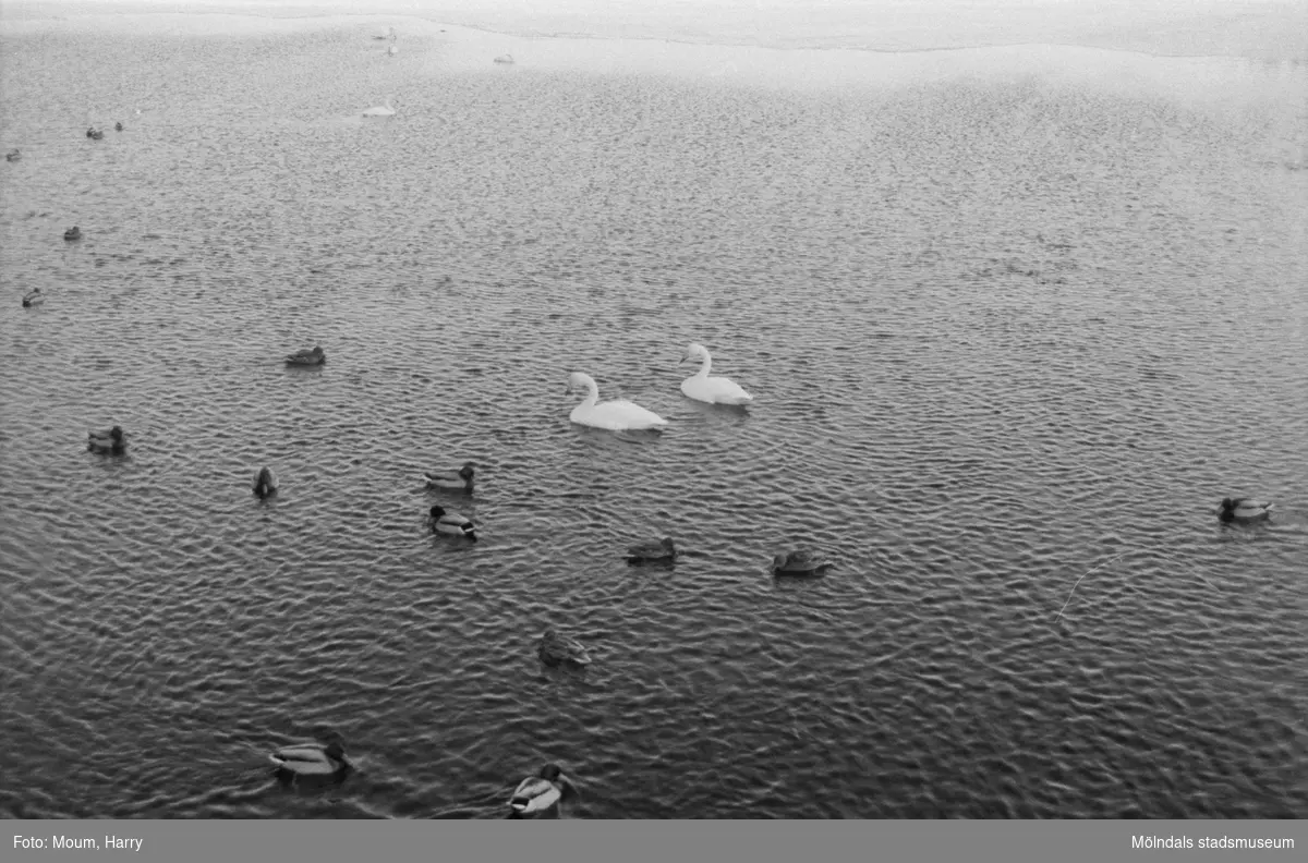 "Slutligen tog vi vägen om Västra Ingsjön för att titta på isfiskare och skridskoåkare. Men folk i trakten hade tydligen bättre vett än denna tidnings reporter. Inga människor syntes till. Isarna är inte säkra ännu, så vi passar på att uppmana till försiktighet. Fågellivet i sjön är emellertid stort så tiden fördrevs med att småprata med de vackra fåglarna som simmade omkring vid utloppets öppna vatten." År 1985.

För mer information om bilden se under tilläggsinformation.