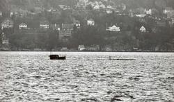 Motiv: Undervansbåt KNM "Kaura" (S 309) K-kl, dykker på Berg