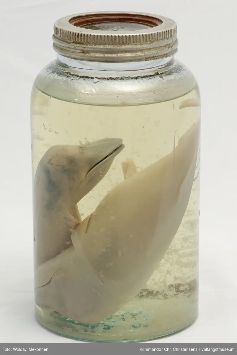 To hvalfostre. Norgeglass fylt med organisk sprit eller formalin. Glass med alluminiumskork.