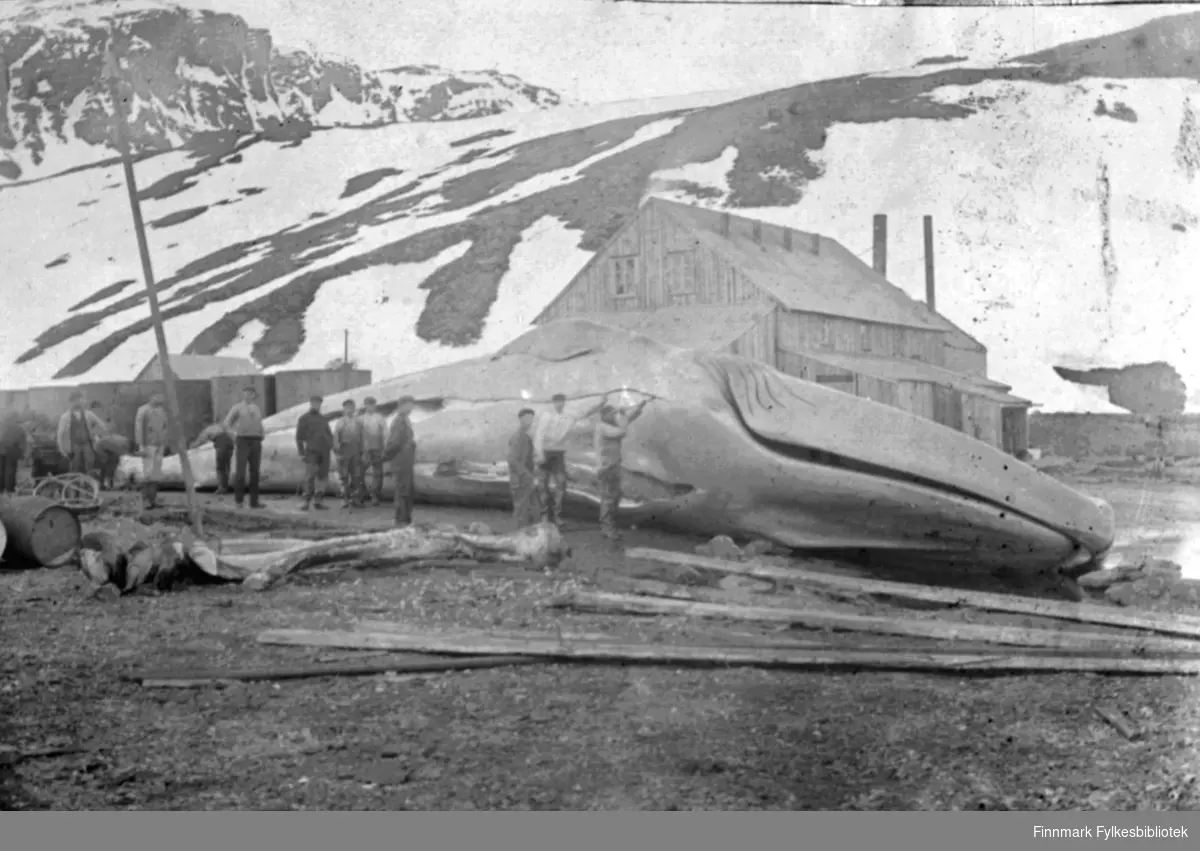Norske hvalfangere i Sør-Georgia, antakelig Grytviken, ca. 1900