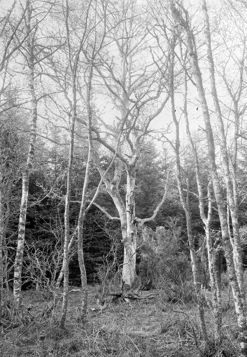 Boträd för Gröngöling (Picus viridis)     21 Maj 1919