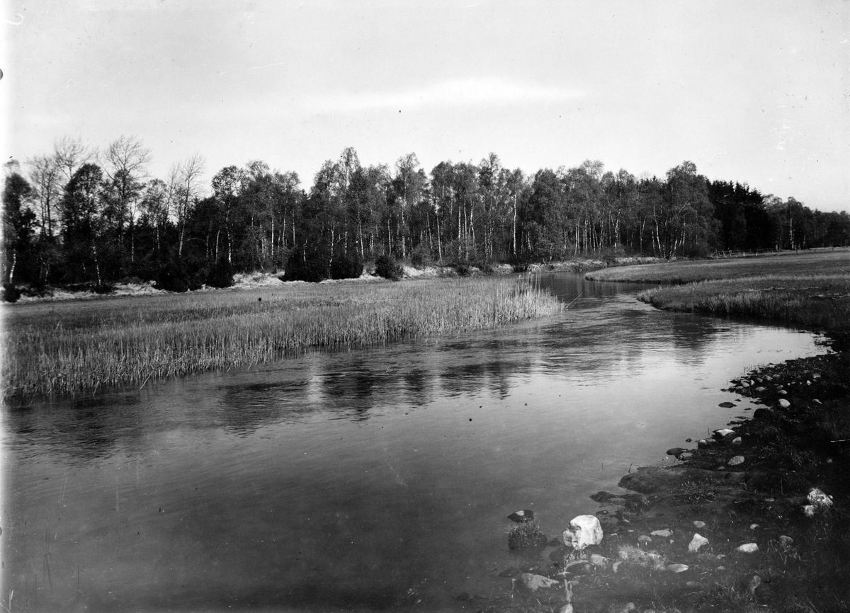Biotop för enkelbeckasin  Scolopax gallinago,                                  Voxtorp, Halland 19/5 1932