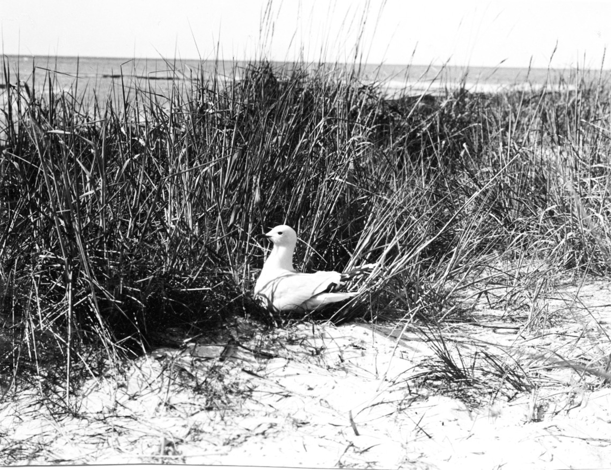 Ruvande fiskmås, Larus Canus 10 juni 1907