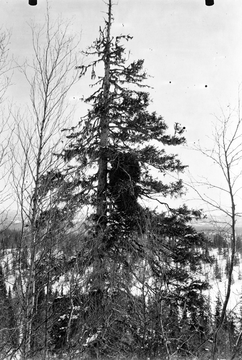 Toppen af gammal gran, i hvilken ett kungsörnsbo, Aquila chrysaetos, befinner sig. Boet ca 3 m högt, uppfördt af en något oregelbundet cylindrisk rismatta af mestadels ganska fina, 1-2 cm tjocka grenar af gran och björk.     Riscylinderns största diameter upptill är 1.3 m                                                  Foto E. Wibeck d 1 april 1921
