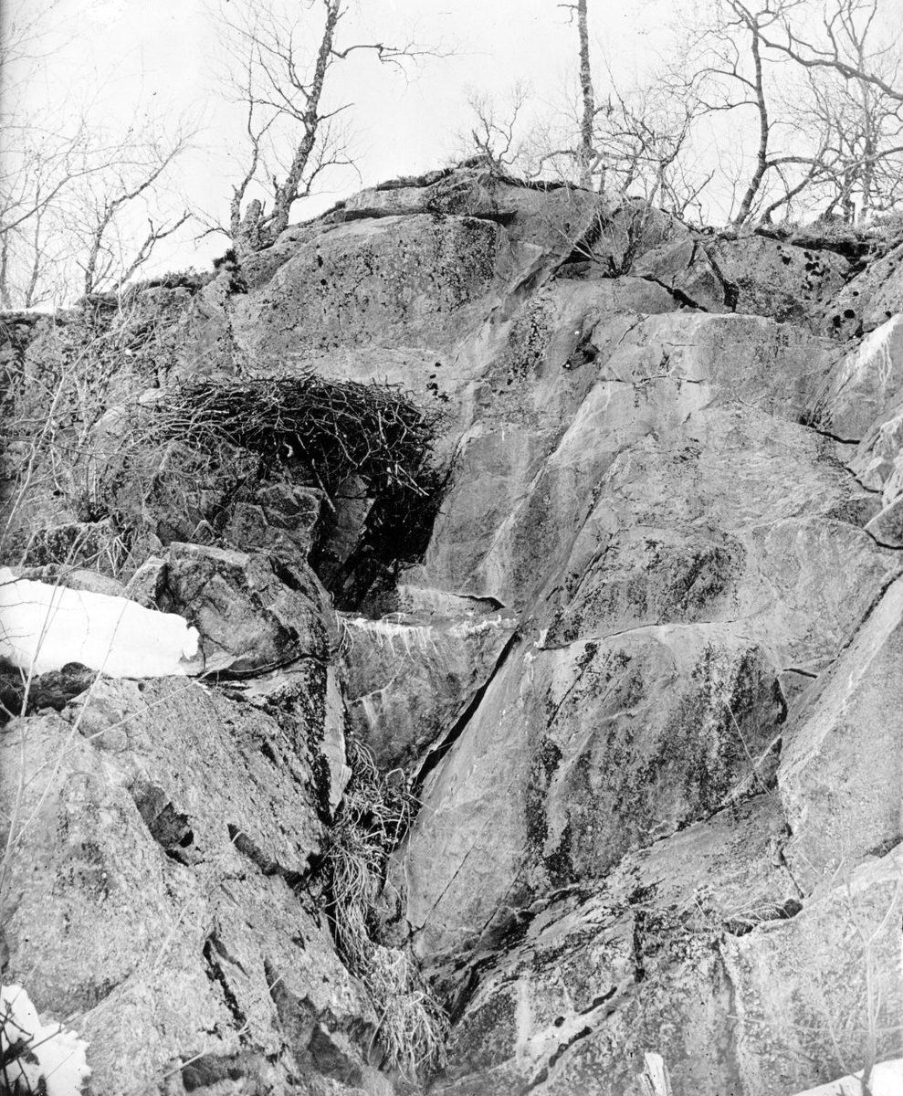 Boplats för jaktfalk, Falco rusticolus    Kankäma-dalen (Könkämä-dalen) Karesouando maj 1929                      Foto Edv. Jönsson