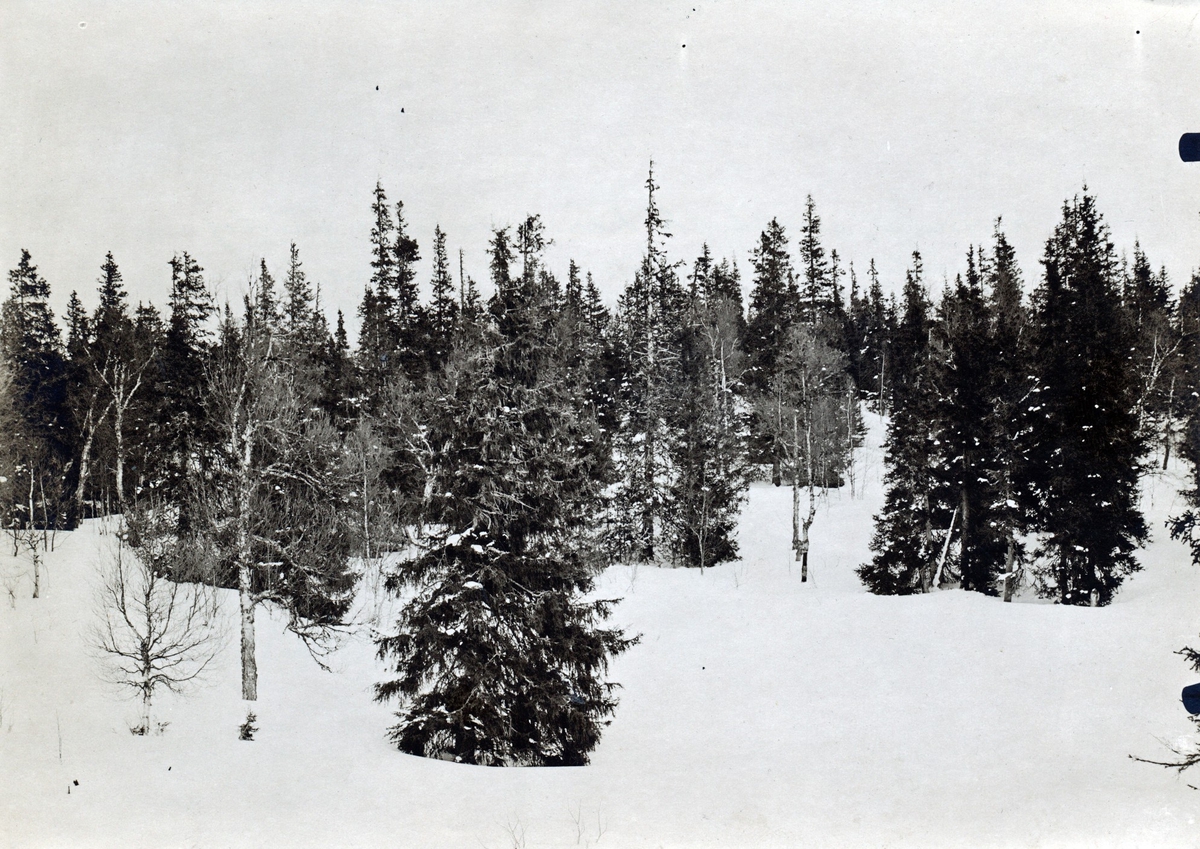 Kortvuxen, grenrik och delvis aftorkande granskog af fjälltyp, ca 500m öfv. h. vid Lilla Stensjön, Hotagens sn, Jämtland.