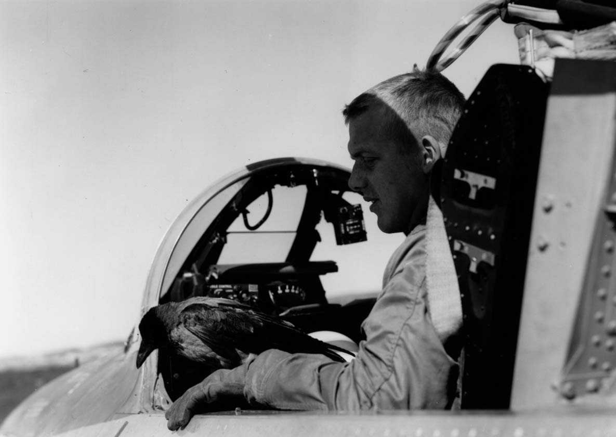 En fugl (kråke) og en flyger i cockpiten på et fly F-86K Sabre.