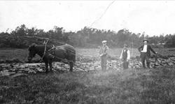 Hestepløying på Stormyra på Eikestøl