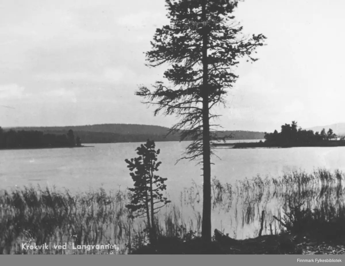 Postkort fra Krokvik ved langvannet. På fotografiet ser man utover langvannet. Det stikker ut noen holmer med trær på. Midt på bildet står det en høy furu. I vannet nært land er det vekster. Bak det rolige vannet ser vi trekledt fjell