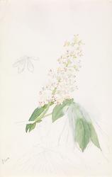 Hestekastanje [Studie]